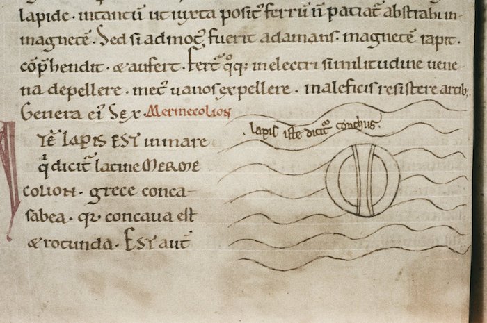 Drawing of oyster in manuscript